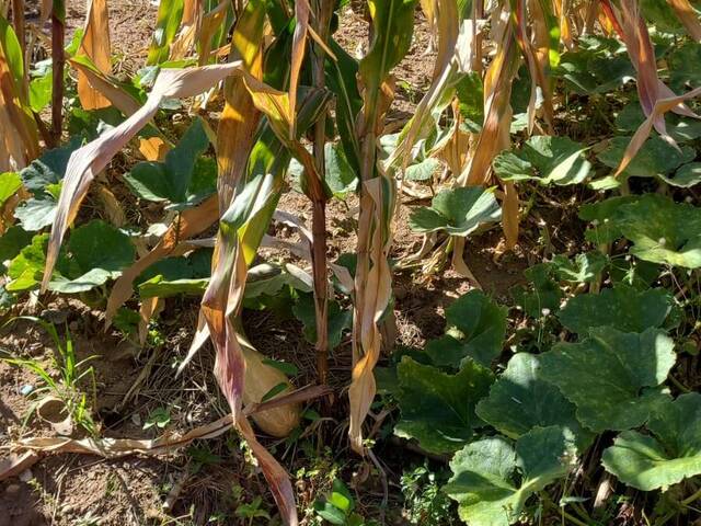 #TE5757 - Área para Venda em Vinhedo - SP