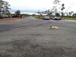 Área para Venda em Campinas - 5