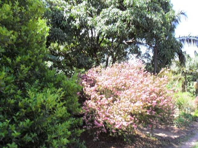 Chácara para Venda em Vinhedo - 4